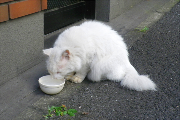 長毛白猫サンお水をもらう