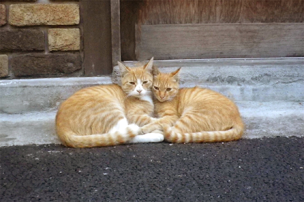 兄弟猫茶白と茶トラ