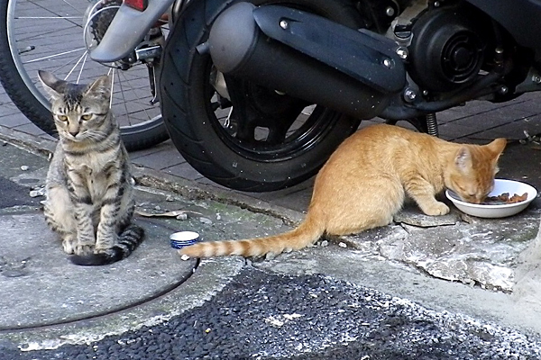 居酒屋兄弟猫きじとらと茶トラ