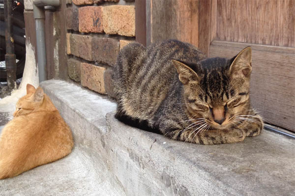 居酒屋猫キジトラちゃんのお昼寝