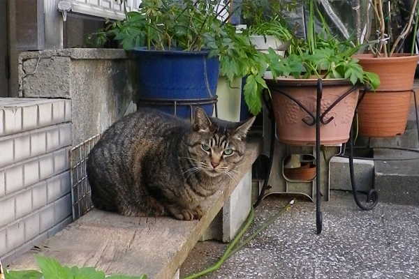 なかむらさんちに集う猫のきじとらちゃん