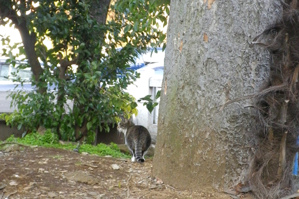 神社ねこキジ白の雫ちゃんの後姿