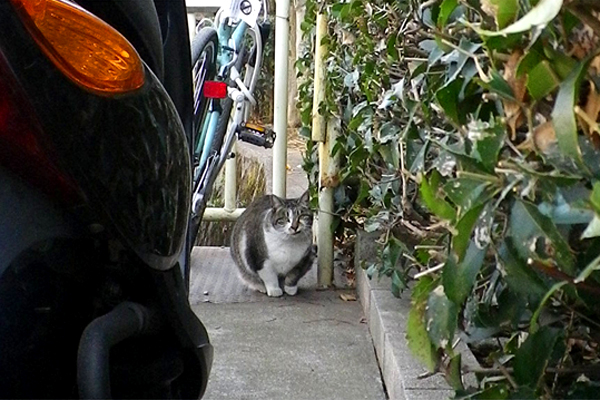 神社ねこキジ白の雫ちゃん