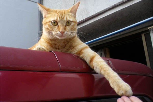 駐車場猫ソラ茶トラと握手