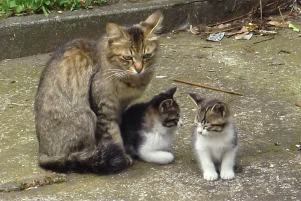 母猫と仔猫２