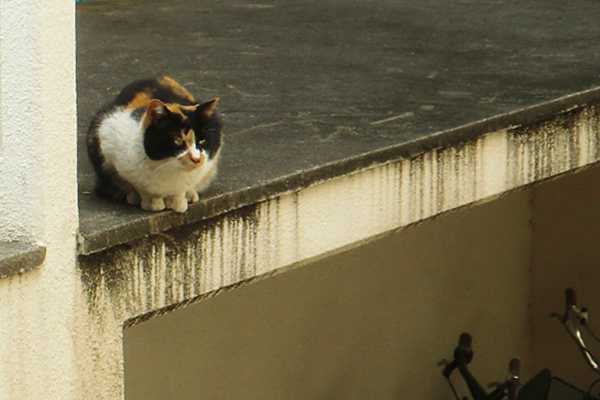 三毛猫さん斜めから