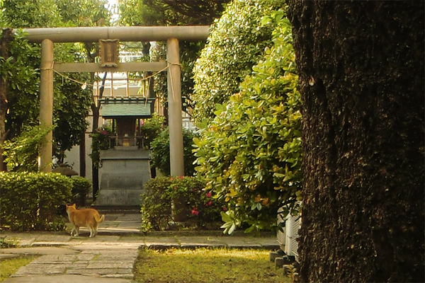 鳥居の前の茶白猫