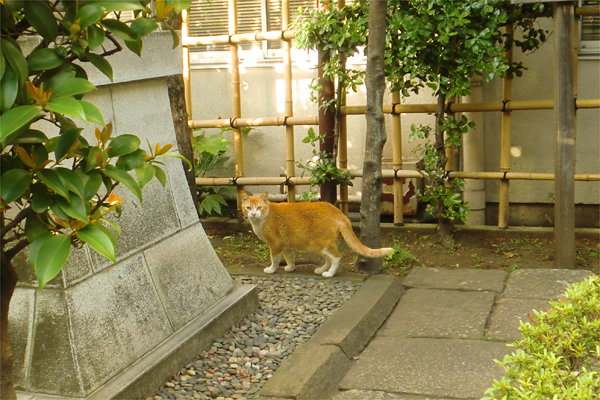 鳥居の茶白猫に接近