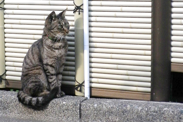 お寺猫キジトラ前