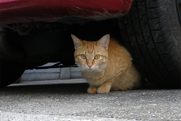 ソラちゃん車の下からこんにちは