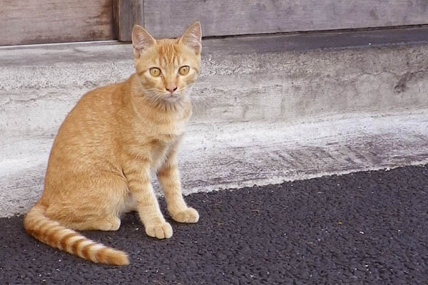 居酒屋茶トラ仔猫時代