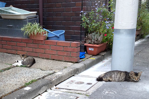 チョコビとハクビ