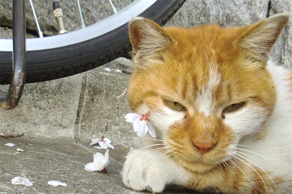 もんち桜３