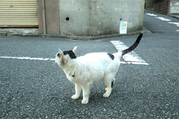 テンちゃん振り返る