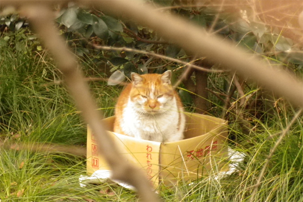 われものダンボールの家もんち