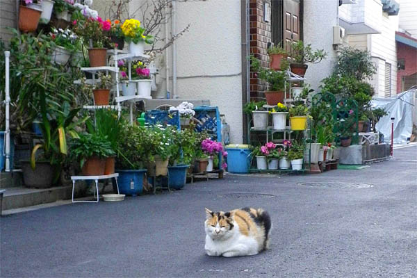 モモちゃんと鉢花