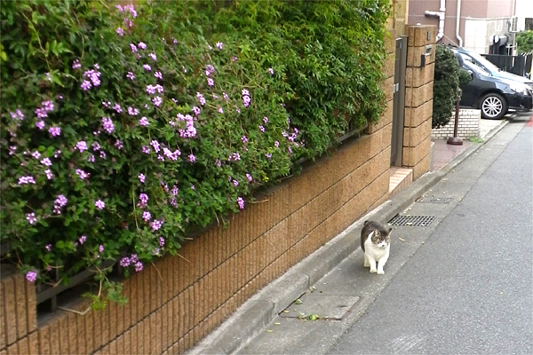 立ち止まるももちゃん