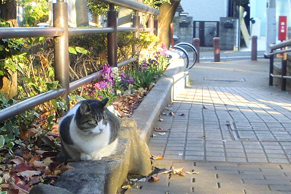 公園ねこ花壇