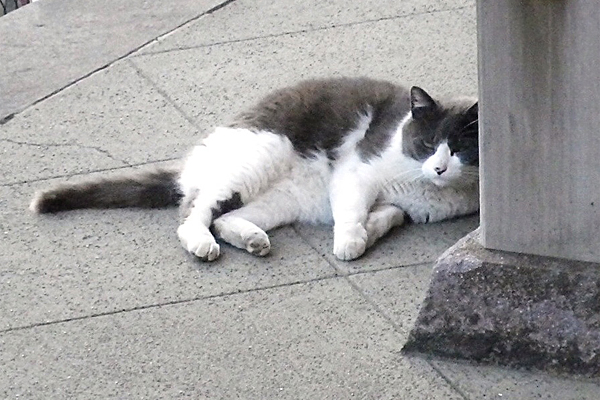 神社猫ハチワレリン