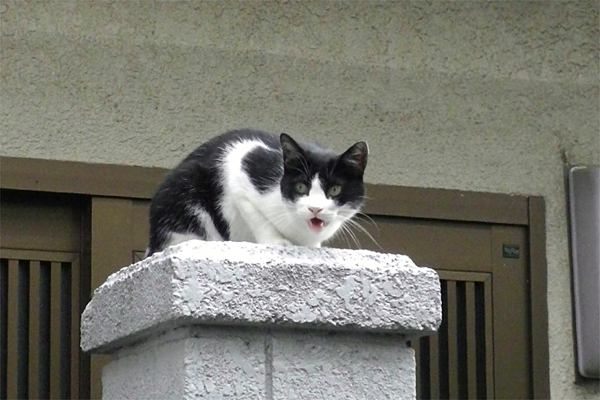 鳴いてるハチワレスズ