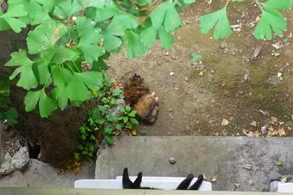 カエデとチョコとイチョウ