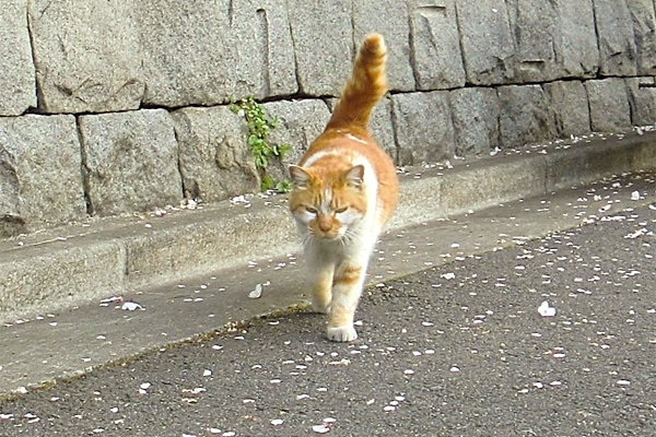 しっぽを立ててやってくるモン