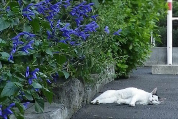 テンと青い花