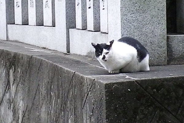神社猫ハチワレムーン