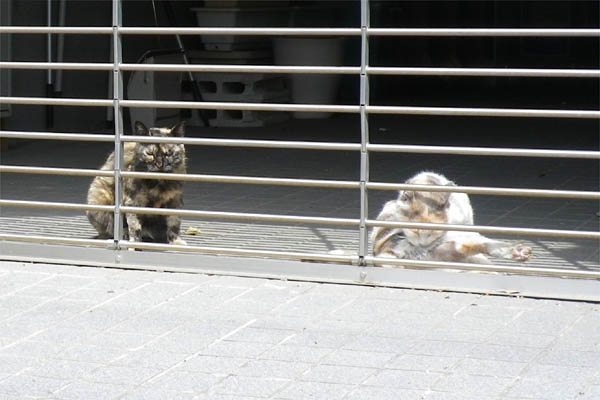 コワモテサビと毛繕い中の三毛さん