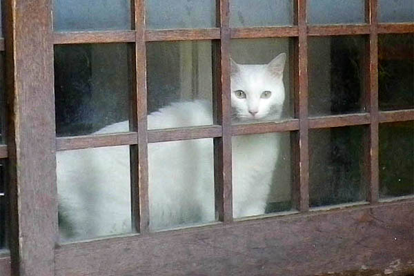 美猫白ちゃん