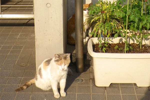 シャイな茶白さんと三毛さん