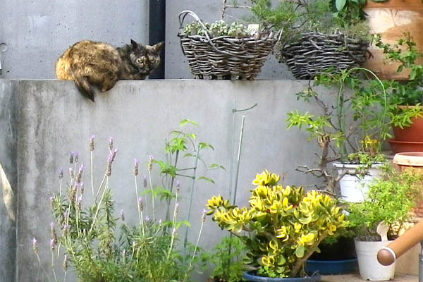 もうひとりのサビ猫さん