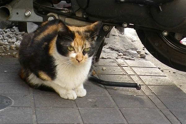 美猫の三毛ちゃん