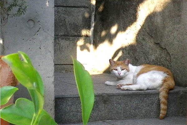 茶白日猫と葉っぱと木漏れ日