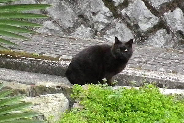 神社猫チョコびっくり