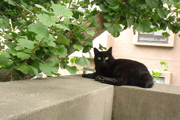 神社猫のココびっくり