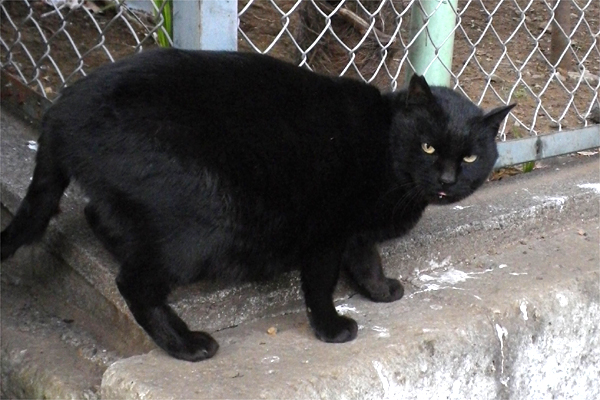 神社猫大君