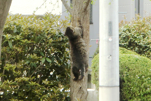 木登りキジトラ君