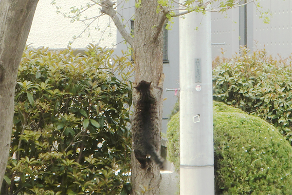 木登りキジトラ君2