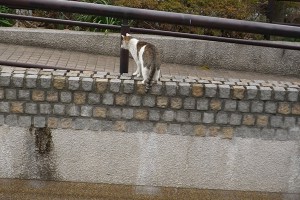 気にするサバ白