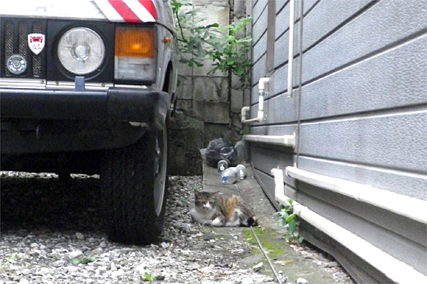 車ねこ