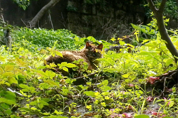 草むらのカエデ