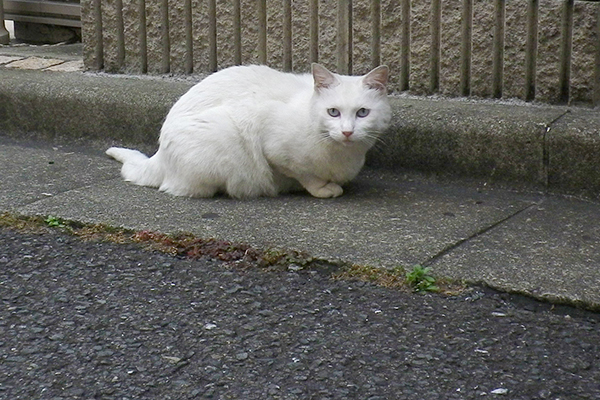 白猫リリ