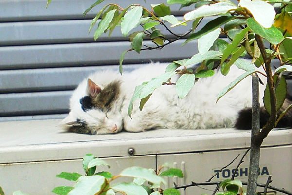 室外機の上で眠るラン