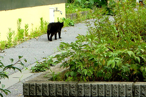 帰宅風の黒猫