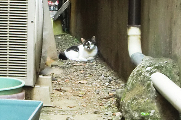 路地ねこ2