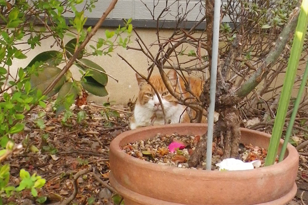 ガンちゃん植木鉢