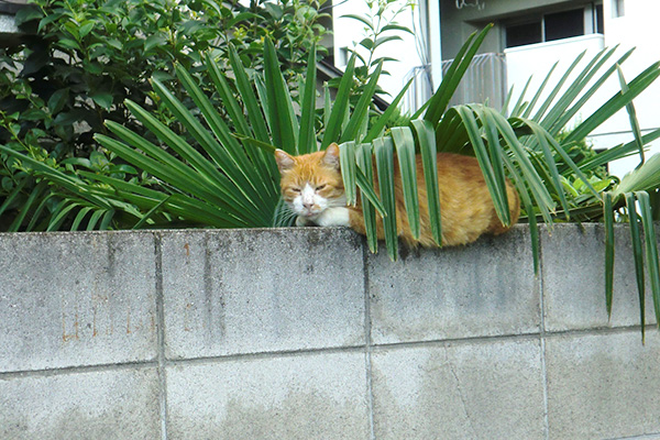 見えてないつもりガン