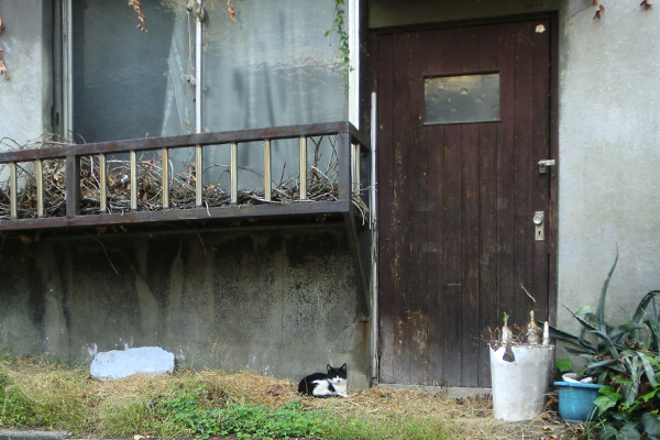 廃墟猫白黒ハチワレ