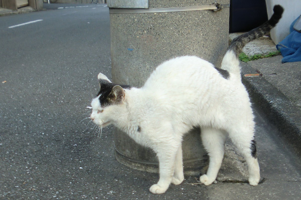 テン弓型のび